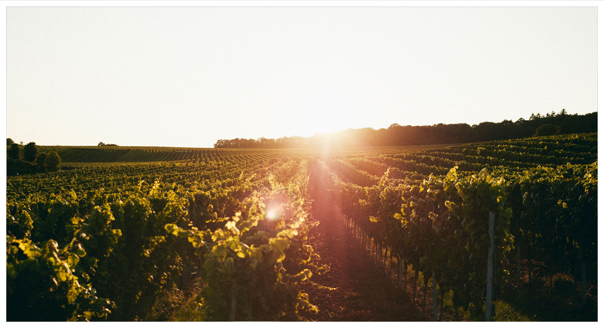 weingut-lindenhof-windesheim-05