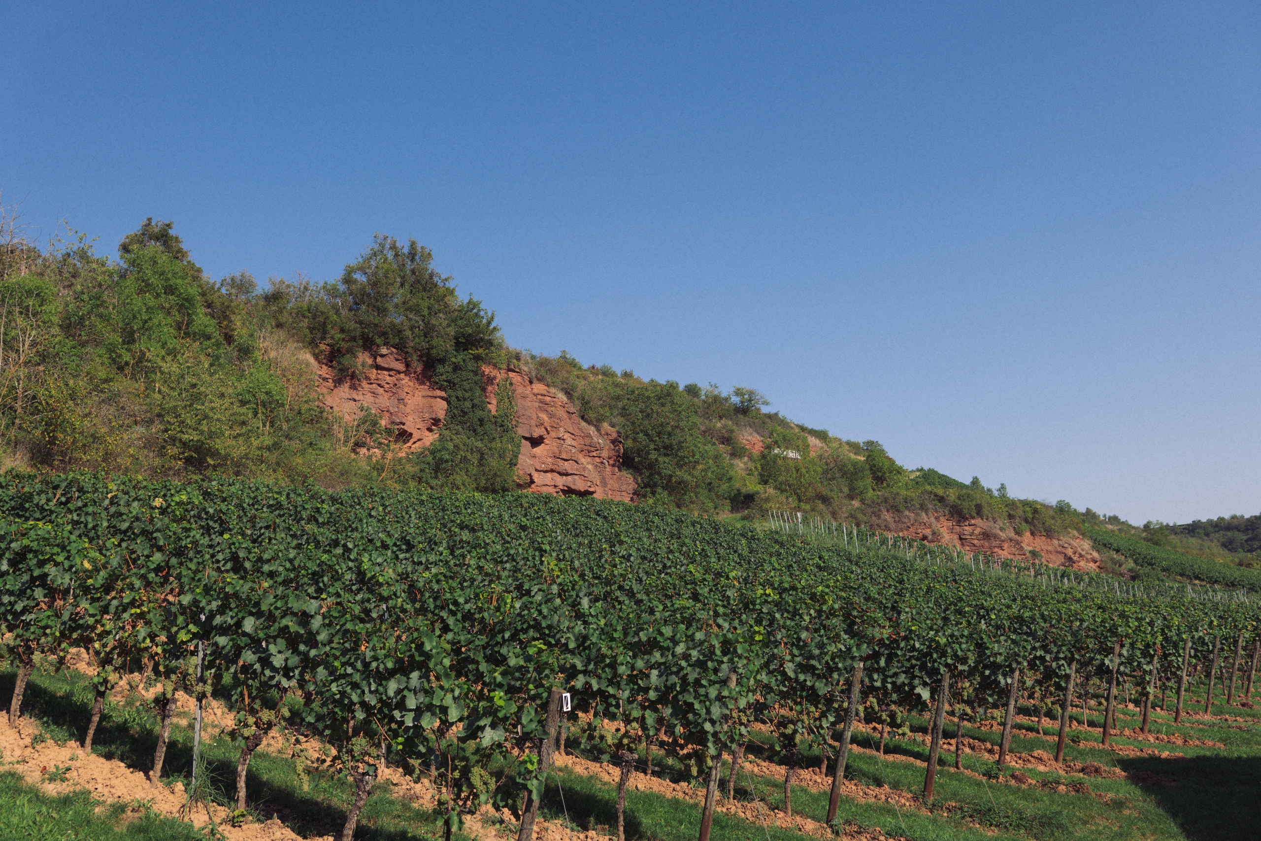 Windesheimer-Fels-Weingut-Lindenhof-07