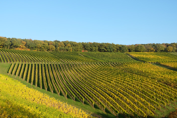 Windesheimer Roemerberg · Weingut Lindenhof · Windesheim Windesheimer Roemerberg · Weingut Lindenhof · Windesheim