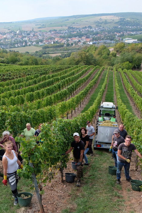 Weinlese im Windesheimer Roemerberg · Weingut Lindenhof · Windesheim Weinlese im Windesheimer Roemerberg · Weingut Lindenhof · Windesheim
