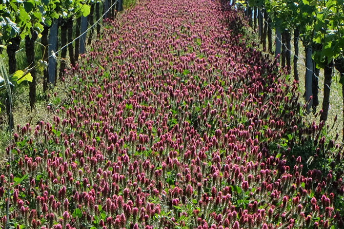 Begrünung im Weinberg · Windesheimer Roemerberg · Weingut Lindenhof · Windesheim Begrünung im Weinberg · Windesheimer Roemerberg · Weingut Lindenhof · Windesheim