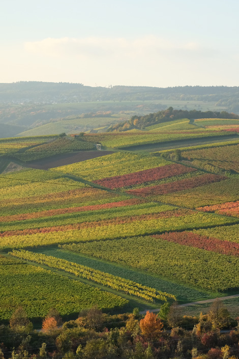 Windesheimer Sonnenmorgen · Weingut Lindenhof Windesheim Windesheimer Sonnenmorgen · Weingut Lindenhof Windesheim