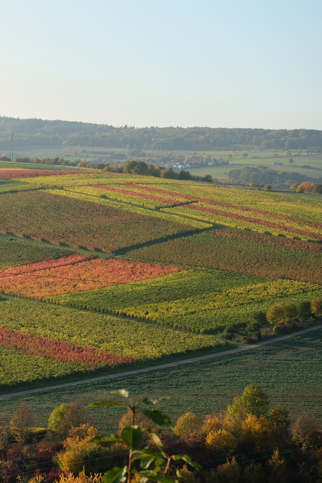 Windesheimer Sonnenmorgen · Weingut Lindenhof Windesheim Windesheimer Sonnenmorgen · Weingut Lindenhof Windesheim