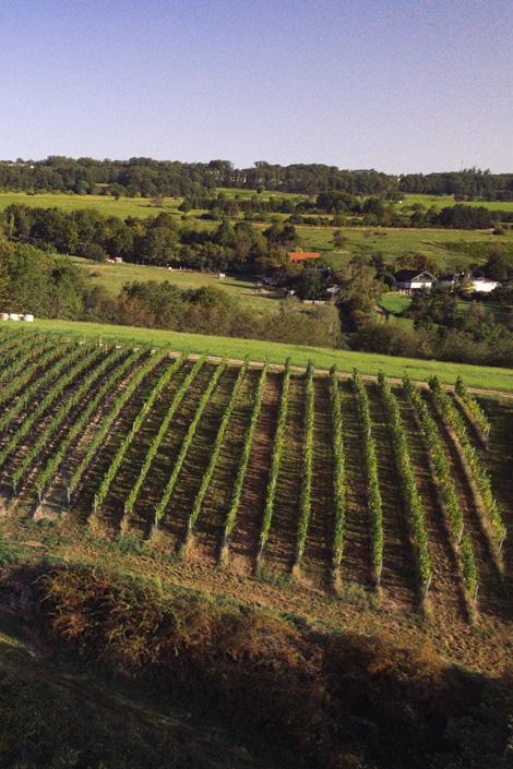 Schweppenhäuser Steyerberg · Weingut Lindenhof Windesheim Schweppenhäuser Steyerberg · Weingut Lindenhof Windesheim