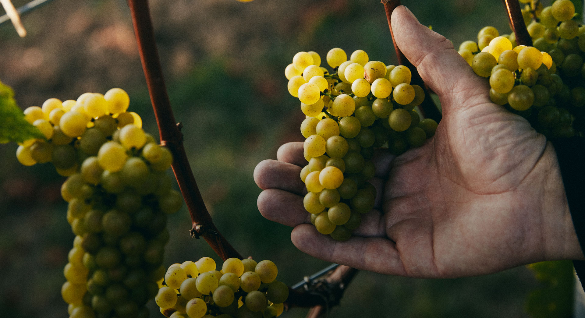 referenzen-weingut-lindenhof-windesheim